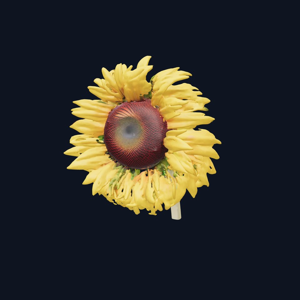 Sunflower Yellow Bloom model pack